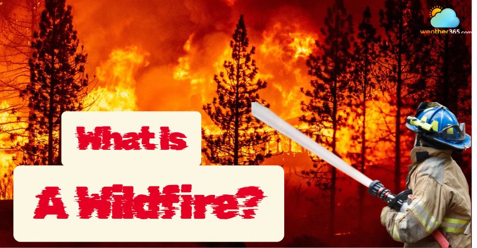 What is a wildfire? Characteristics, Types, and Facts you should know