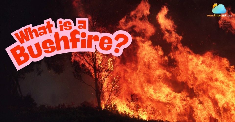 What is a bushfire? Overview, Causes, Effects, and Prevention
