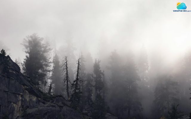 Fog may hold up to 0.5 milliliters of water per cubic meter of air