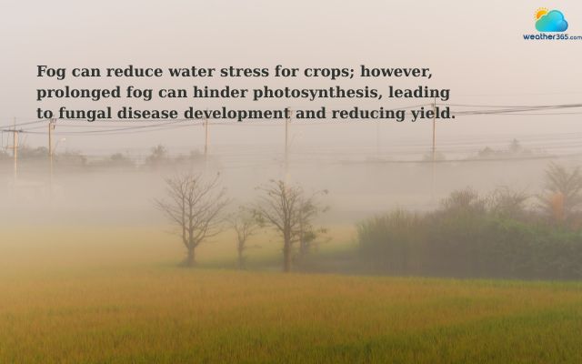 Fog can be both beneficial and detrimental to crops