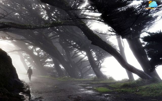 Dense fog in Point Reyes National Seashore