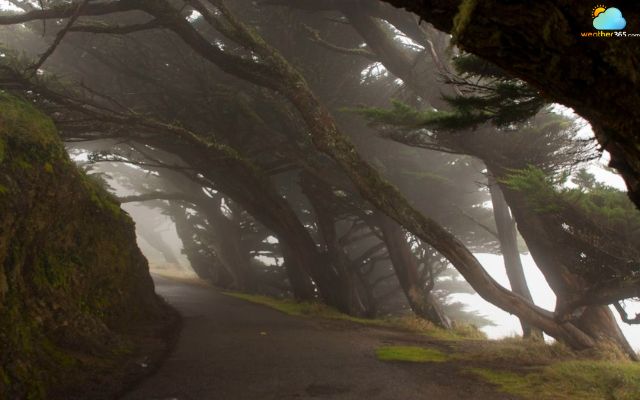  Fog in the Point Reyes National Seashore