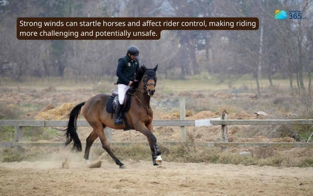  Horse riding can be affected by strong wind speed