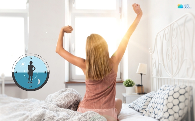  Sunlight resets your internal clock every day