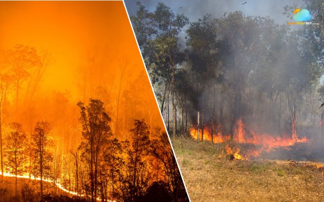 Both wildfire and bushfire pose dangerous risks