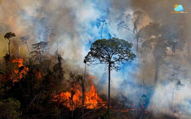 Amazon rainforest drought and deforestation lead to massive fires