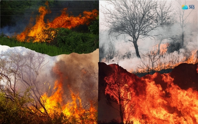 Bushfires occur in regions with hot, dry climates and abundant vegetation