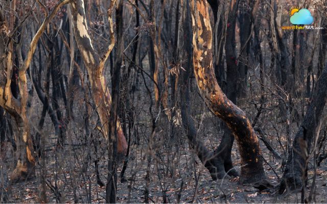 Other miscellaneous causes of bushfires