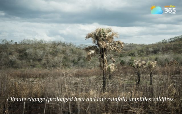 Climate change amplifies wildfires