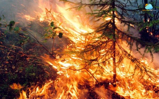 Wildfires in Russia