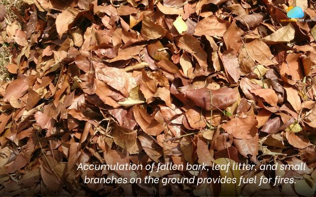 Fallen bark, leaf litter, and small branches on the ground provide fuel for fires