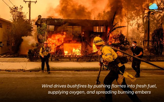 Wind speed drives bushfires more intensely