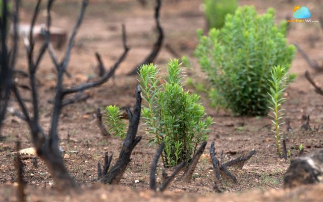 New growth after wildfires 