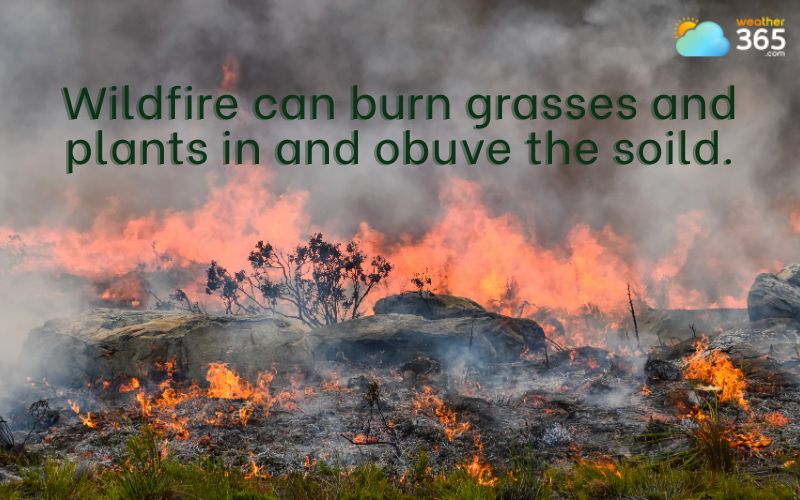 Definition of a wildfire