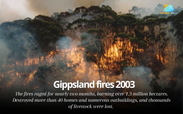 The Gippsland fires in 2003