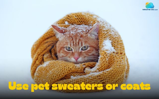 Use pet sweaters or coats to help them stay warm in winter