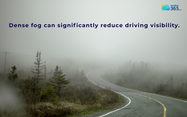  Dense fog reduces visibility