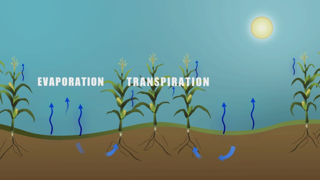  In hot weather, plants, trees, and soil will evaporate more 