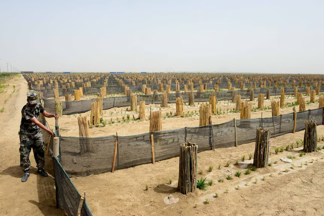  Chinese soldiers plant trees to hold back the desert