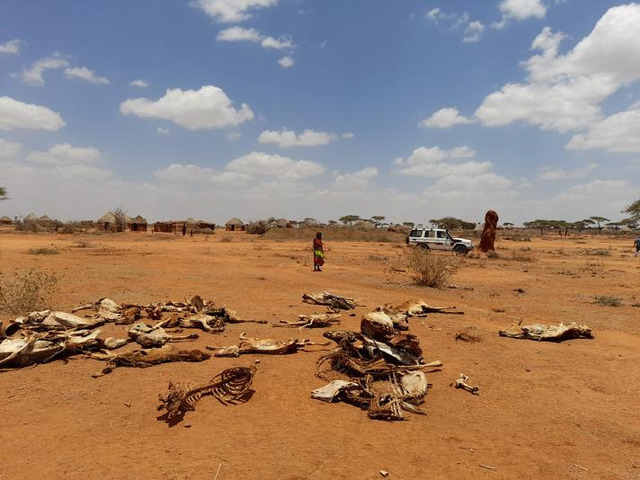Southern Ethiopia has already seen the loss of 1.5 million livestock