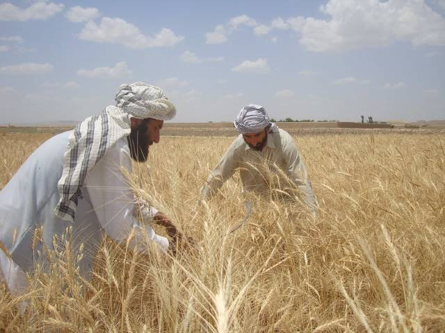 Drought impacts crops and livestock intensively