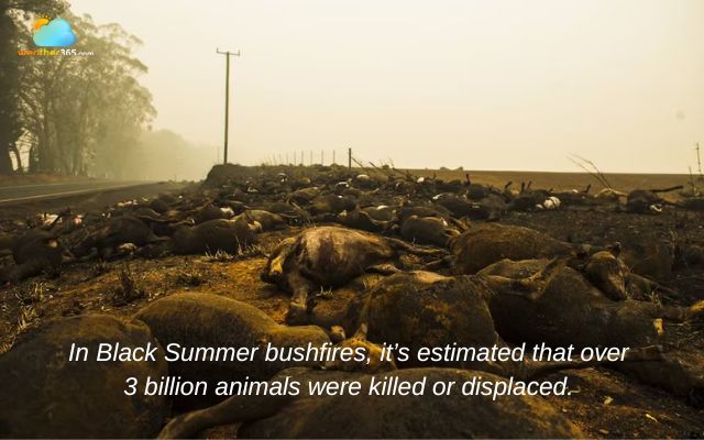  Black Summer bushfires 