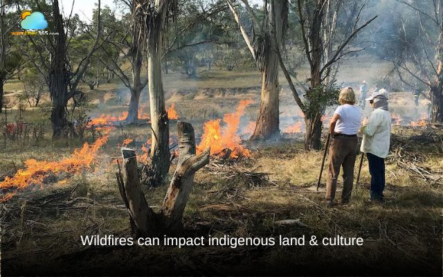 Wildfires can impact indigenous land & culture