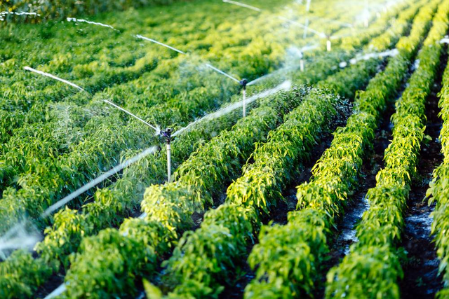Sprinklers or drip irrigation
