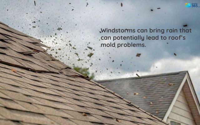  Windstorms can lead to mold problems