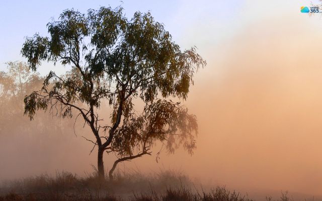 Dust storms can severely affect the environment