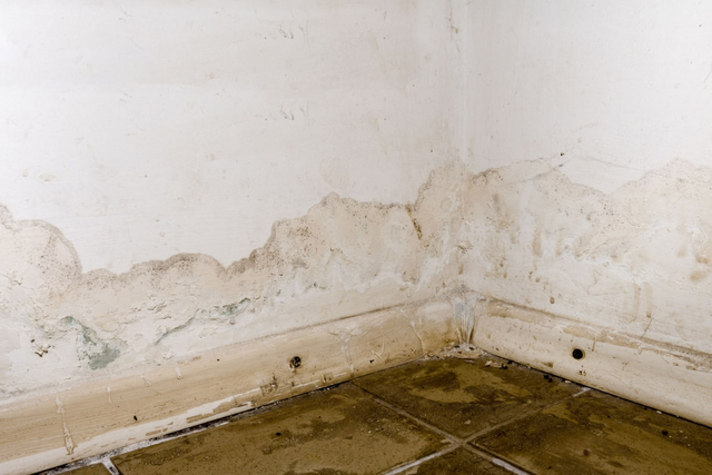 Prevent mold after a hurricane