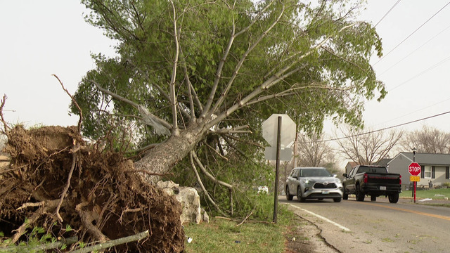 Tree branches and uprooted trees were scattered along roadsides