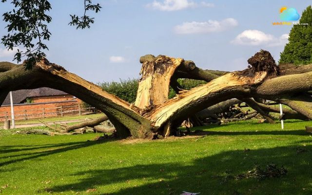  The trunk was split due to lightning strikes
