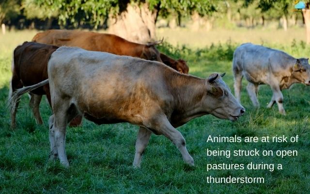 Dangers of Lightning Strikes To People and Animals