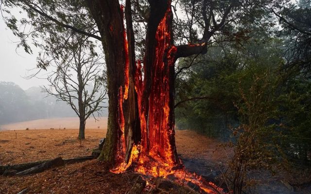 Trees got struck by lightning